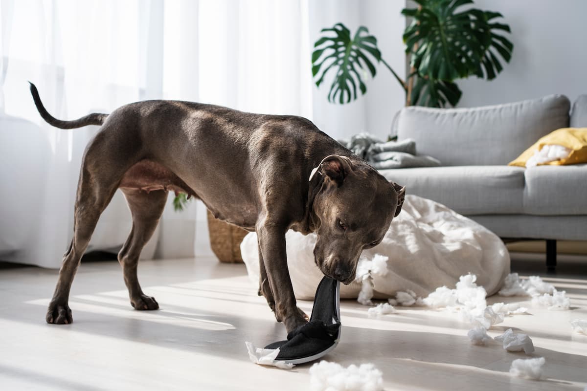 Enlever l’odeur d’urine de chien avec du bicarbonate : astuces simples et efficaces