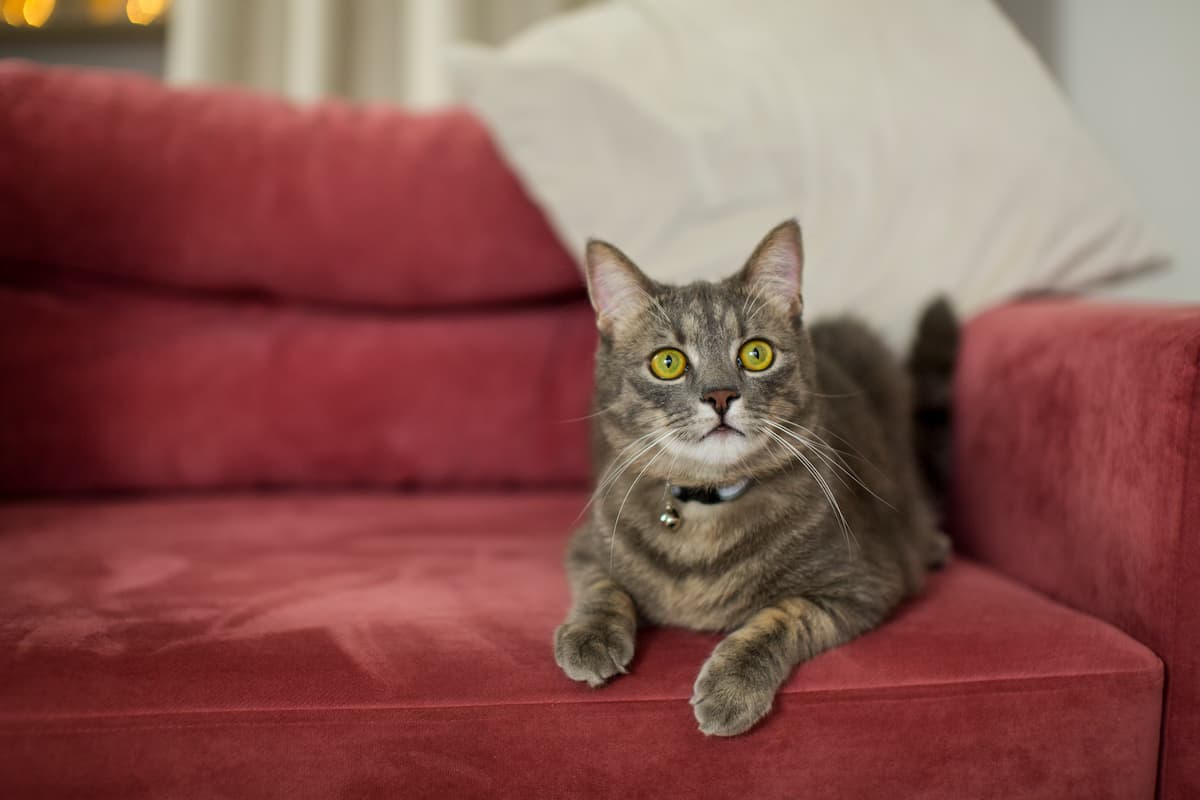 Enlever l’odeur de pipi de chat sur un canapé : astuces et méthodes efficaces