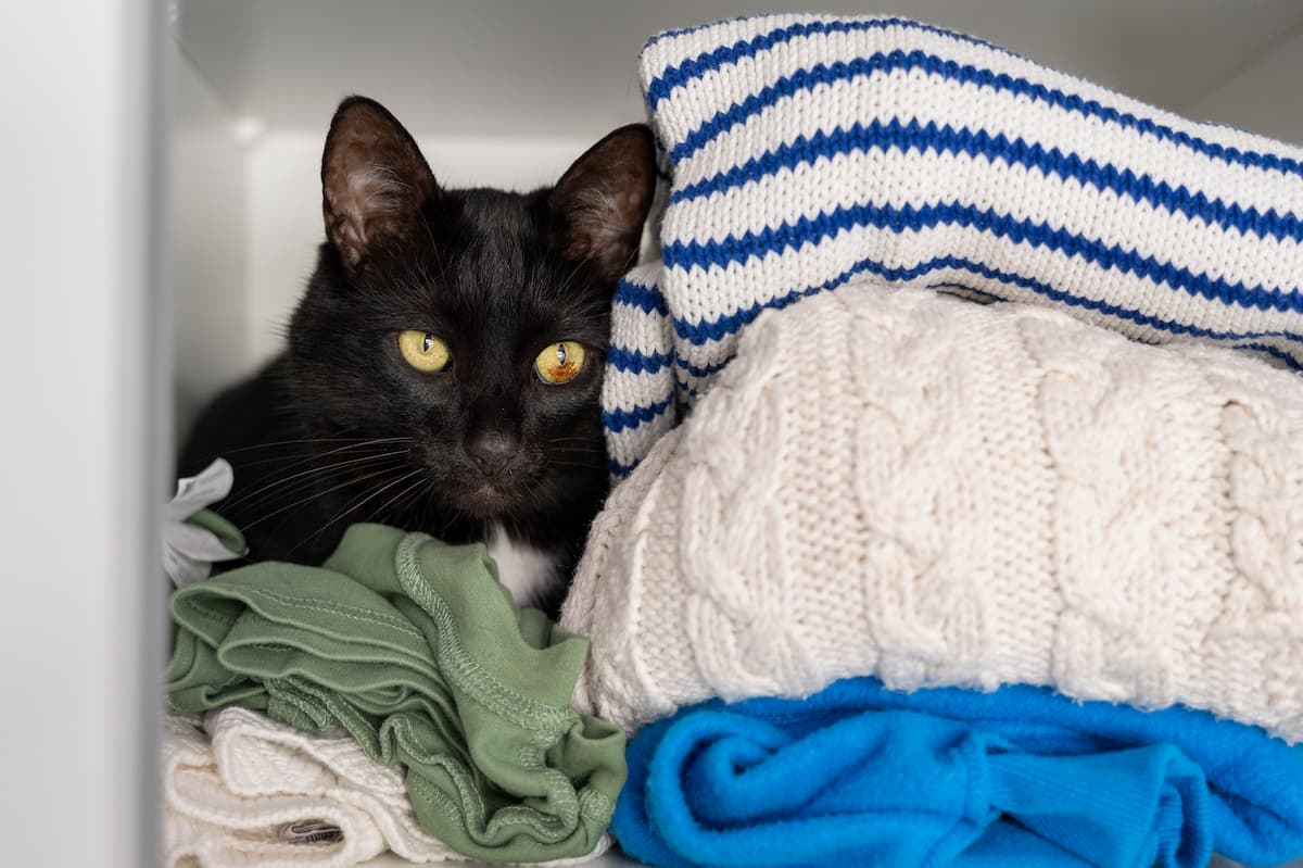 Enlever l’odeur d’urine de chat sur les chaussures : méthodes efficaces et astuces naturelles